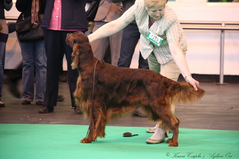 Crufts2011 544.jpg